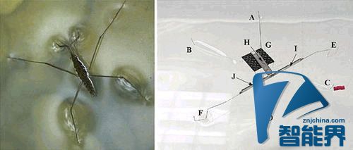 水上漂并非傳說(shuō)，這個(gè)機(jī)器人就做到了