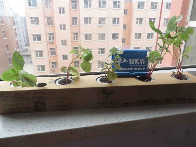 妖精的盒子——放心蔬菜自己種，美味新鮮帶回家