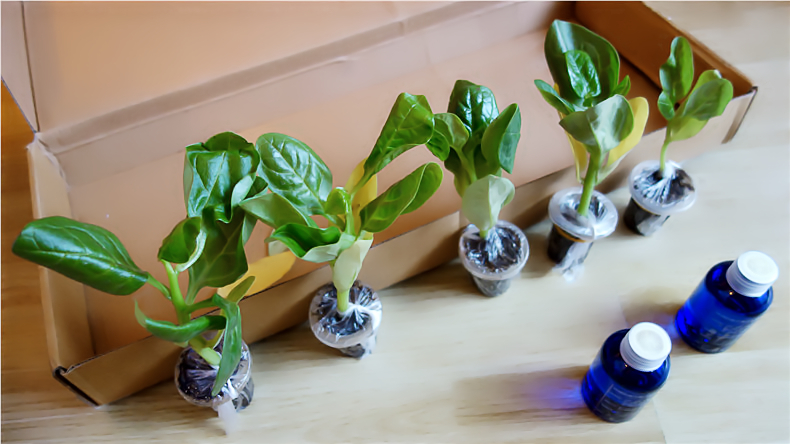 恰如出水芙蓉，濯清漣而不妖——“妖精的盒子”居家蔬菜種植體驗(yàn)